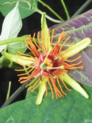 PASSIFLORA Sunburst