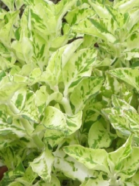 PEDILANTHUS Splish Splash