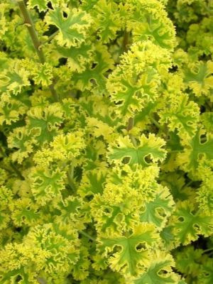 PELARGONIUM Cy's Sunburst Standard