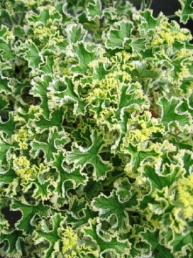 PELARGONIUM French Lace Globe 6 Clay