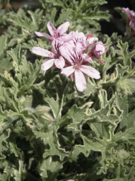 PELARGONIUM Lady Plymouth
