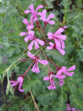 PELARGONIUM Mini Karmine
