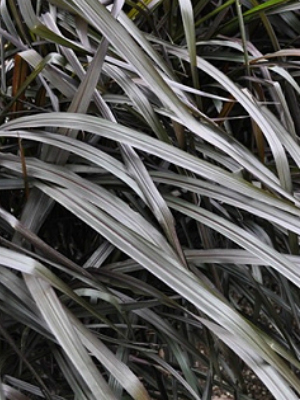 PENNISETUM Vertigo