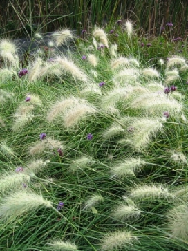 PENNISETUM villosum Feather Top