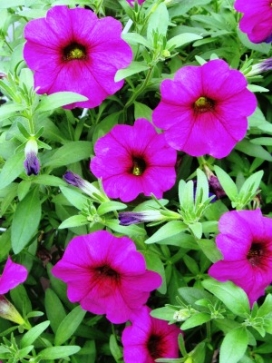 PETCHOA SuperCal Purple