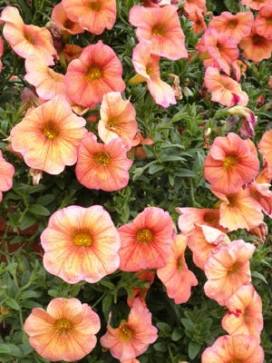 PETCHOA SuperCal Terra Cotta