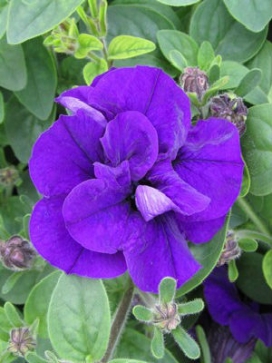PETUNIA Double Wave Blue
