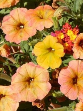 PETUNIA Indian Summer