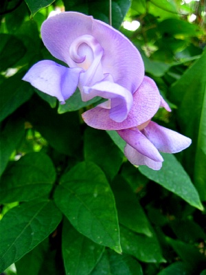PHASEOLUS caracalla Snail Flower Vine