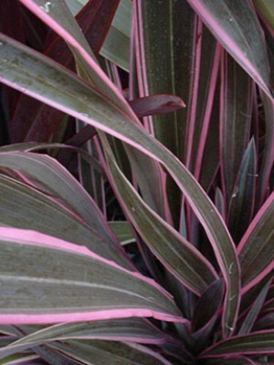 PHORMIUM Pink Stripe