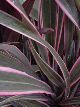 PHORMIUM Pink Stripe