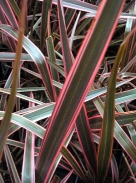 PHORMIUM Rainbow Queen