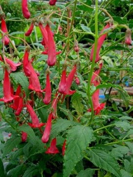 PHYGELIUS aequalis Devils Tears