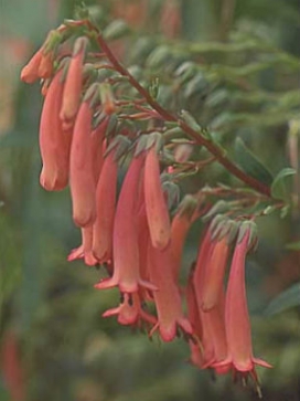 PHYGELIUS aequalis Trewidden Pink