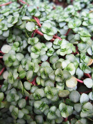 Pilea glauca Aquamarine