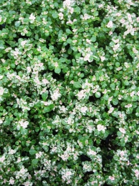 Pilea microphylla 'Variegata'