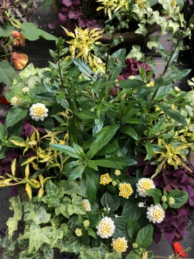 PLANTER Combo-Sun 15" Mixed Planter, Combo C