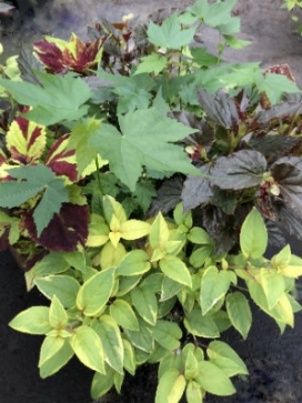 PLANTER Combo-Shade 15" Mixed Planter, Combo E