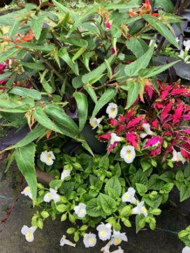 PLANTER Combo-Shade, 15" Mixed Planter, Combo F