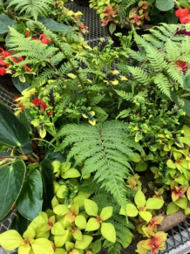 PLANTER Combo-Shade 18" Mixed Planter, Combo E