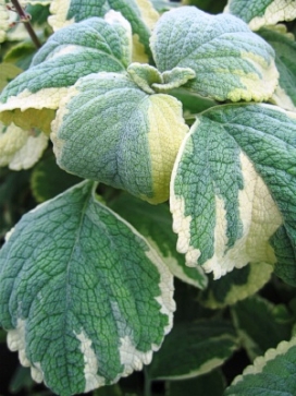 PLECTRANTHUS argentea Variegated