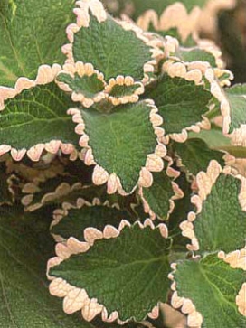 PLECTRANTHUS Fosteri Marginatus Standard 3-4'