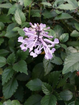 PLECTRANTHUS Mona Lavender