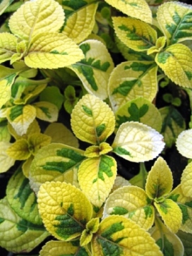 PLECTRANTHUS Troys Gold