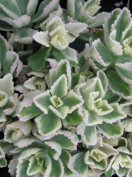 PLECTRANTHUS neochilus Variegated Lobster Claw