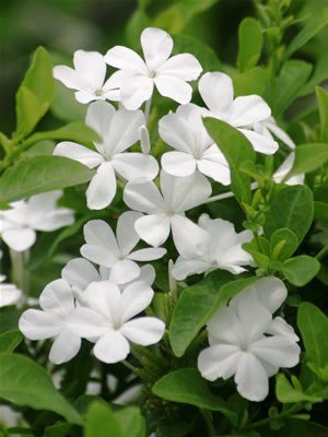 PLUMBAGO alba White