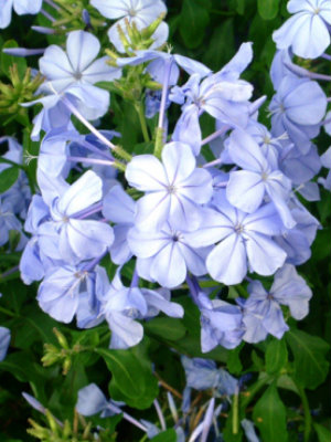 PLUMBAGO Royal Cape(Imp.Blue)