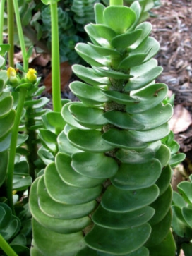 PORTULACA molokinensis