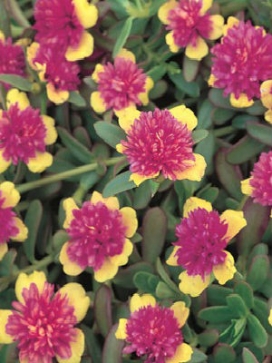 PORTULACA grandiflora Double 'Sunset Fire