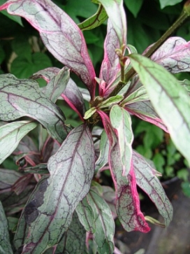 PSEUDERANTHEMUM Hansoti