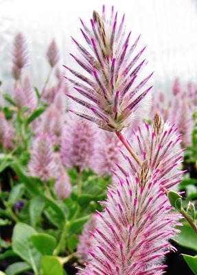 PTILOTUS Joey