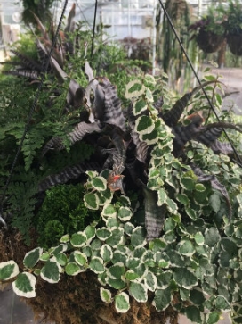 RAINFOREST Combo 14 Moss