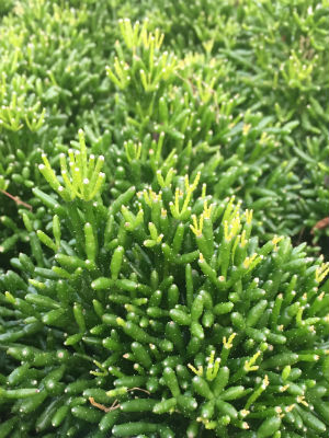 RHIPSALIS burchelli
