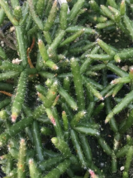 RHIPSALIS baccifera