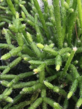 RHIPSALIS cereuscula