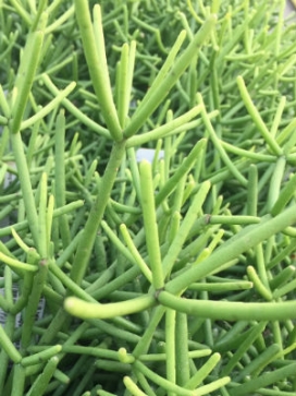 RHIPSALIS heteroclada