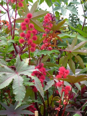 RICINUS communis Carmencita