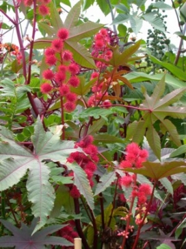 RICINUS communis Carmencita