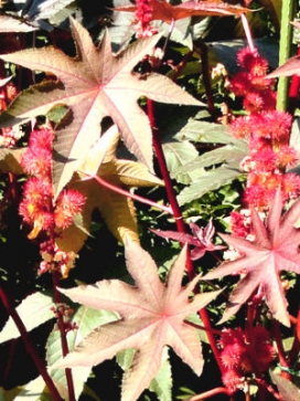 RICINUS communis Impala