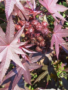 RICINUS communis Red Spires