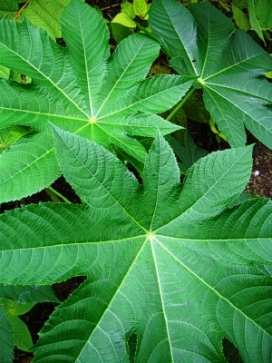 RICINUS communis Zanzibar