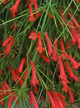 RUSSELIA Coral Fountain