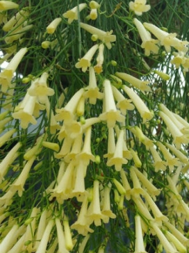 RUSSELIA Yellow Candlelight