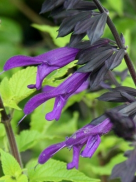 SALVIA Amistad 'Friendship Sage'