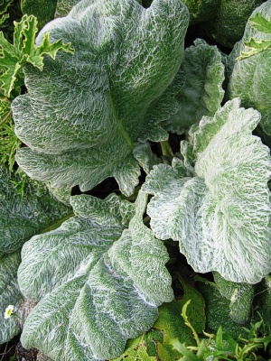 SALVIA argentea Silver Sage