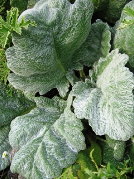 SALVIA argentea Silver Sage